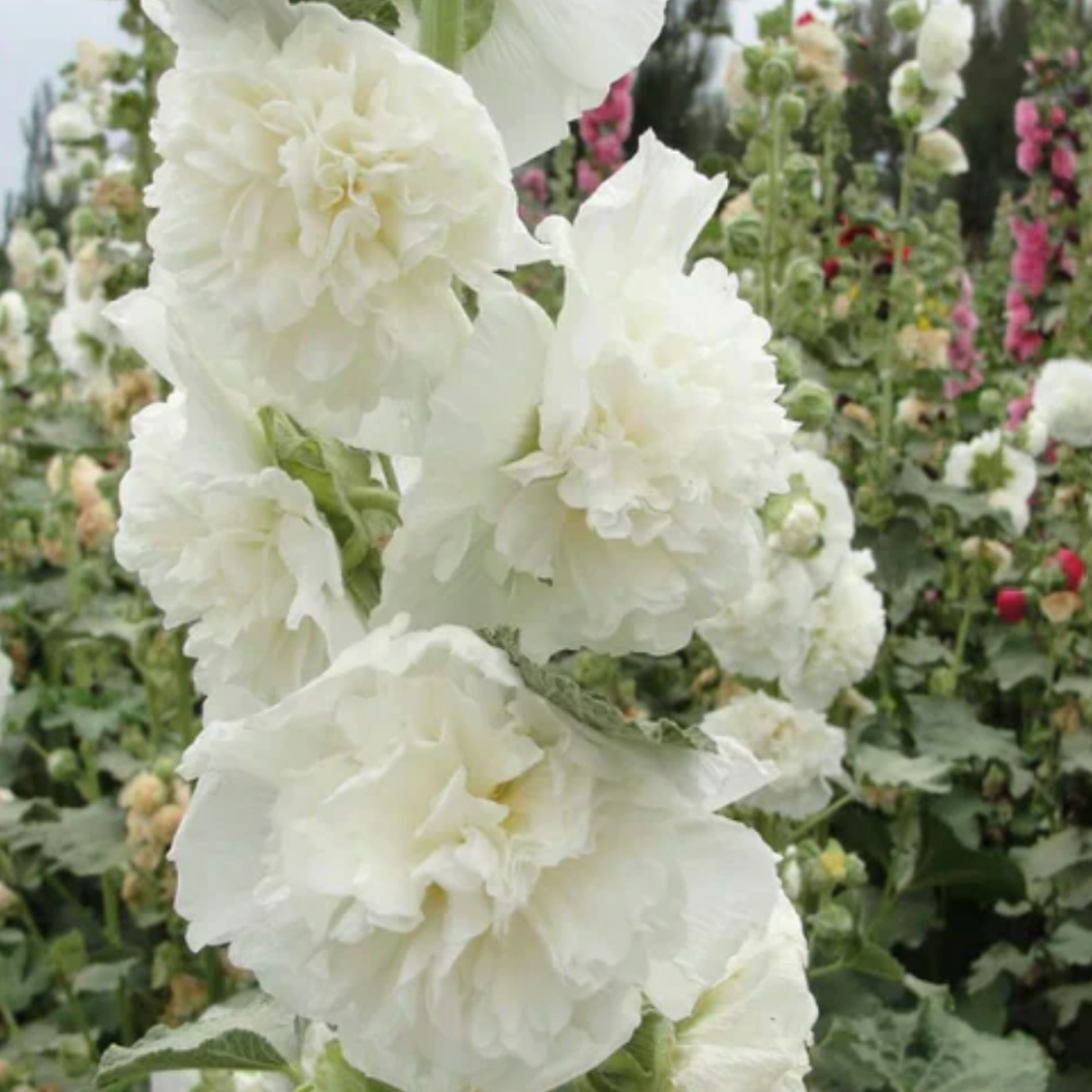 HollyRose: Semillas de Malva Emperatriz Doble