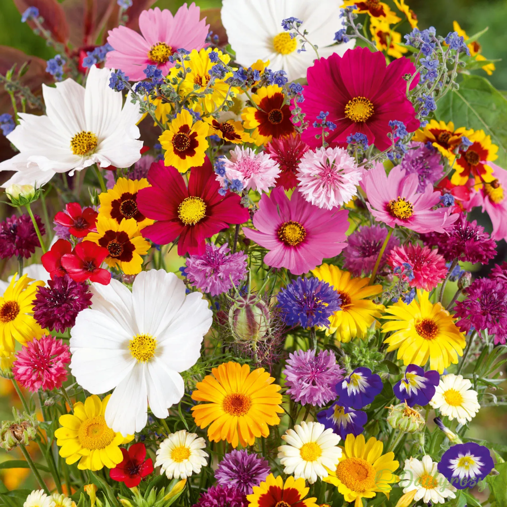 EdenGarden: Semillas de flores del Edén