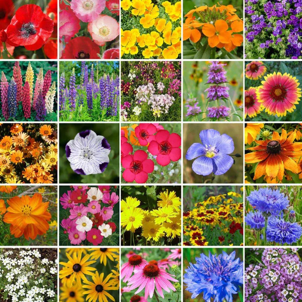 EdenGarden: Semillas de flores del Edén