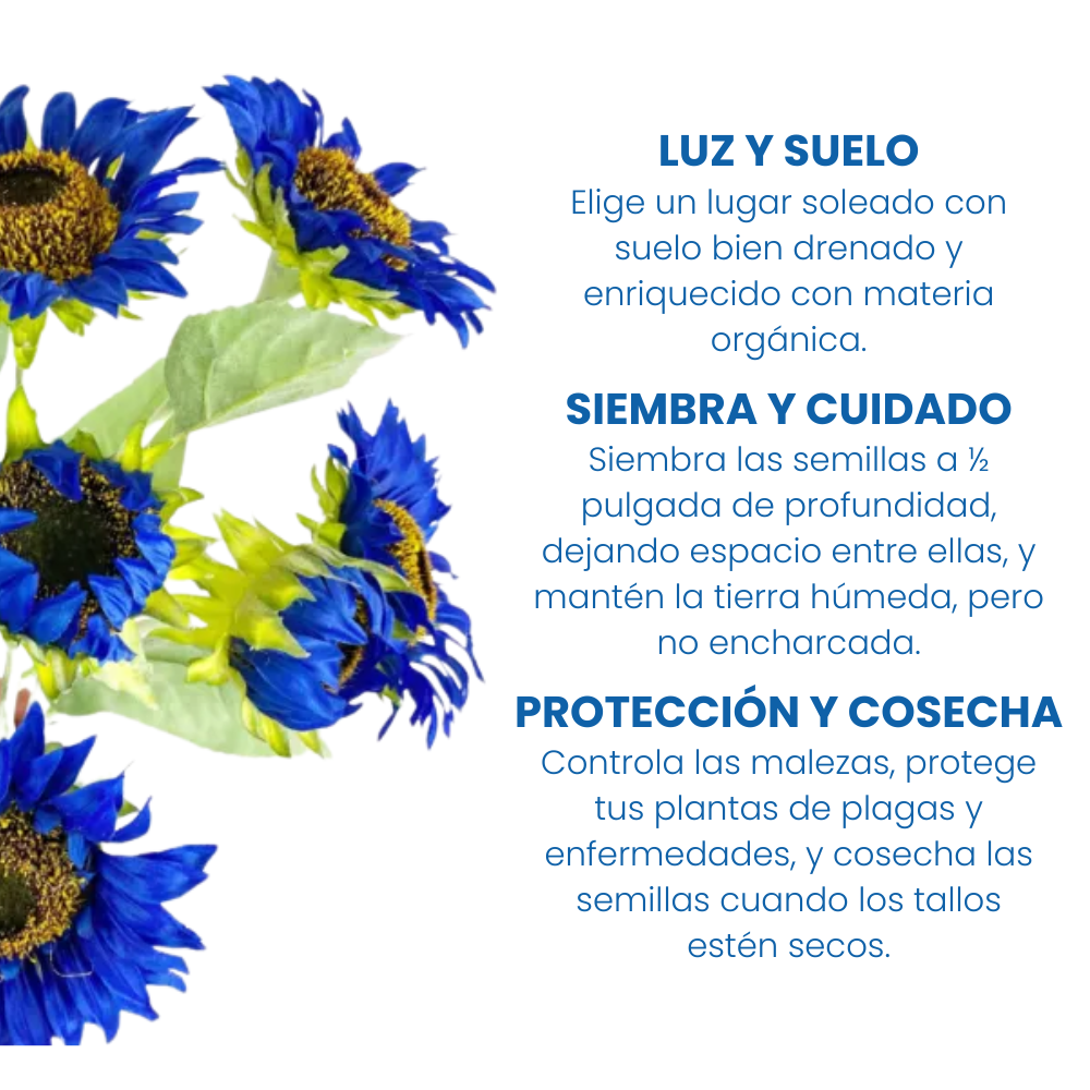 Índigo: Semillas de girasol azul