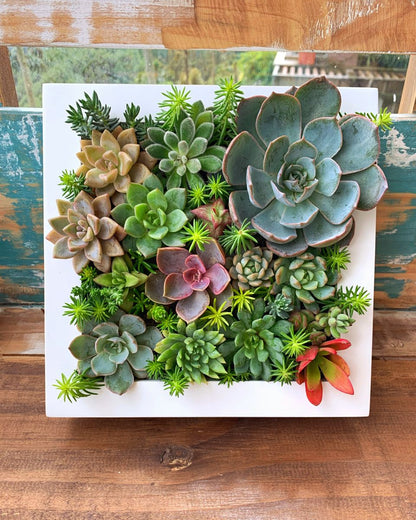 Nature Frame - Jardín Vertical Vivo 25x25