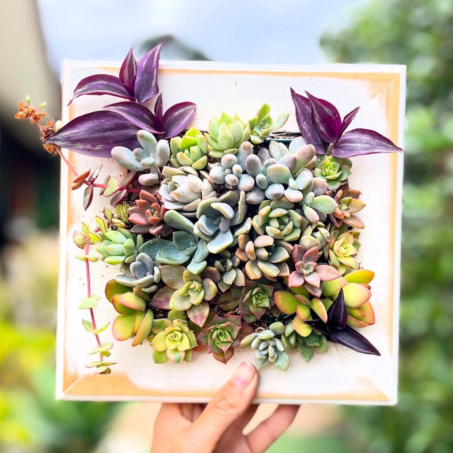 Nature Frame - Jardín Vertical Vivo 25x25